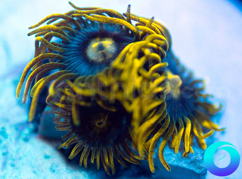 149-Lemon-Squeezy-zoa.jpg