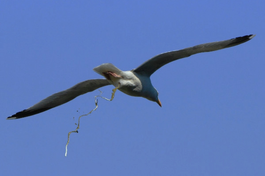 1499691461_dejection-oiseau-guano-et-coraux.jpg