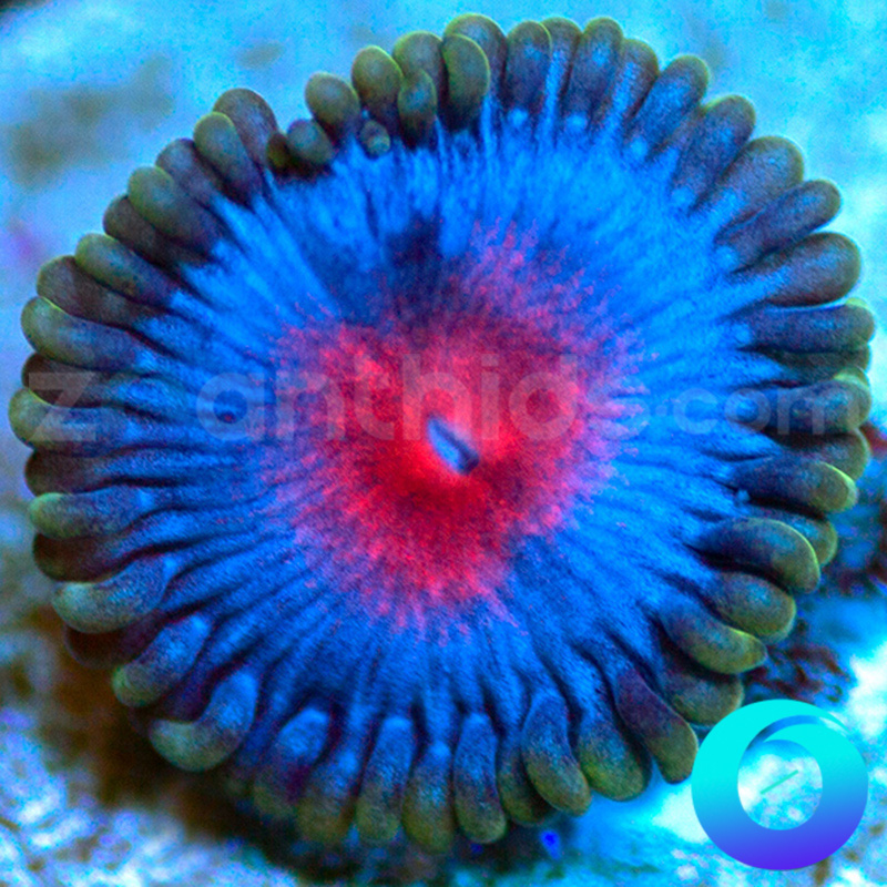 15-JF-Frostbite-zoa-B11.jpg