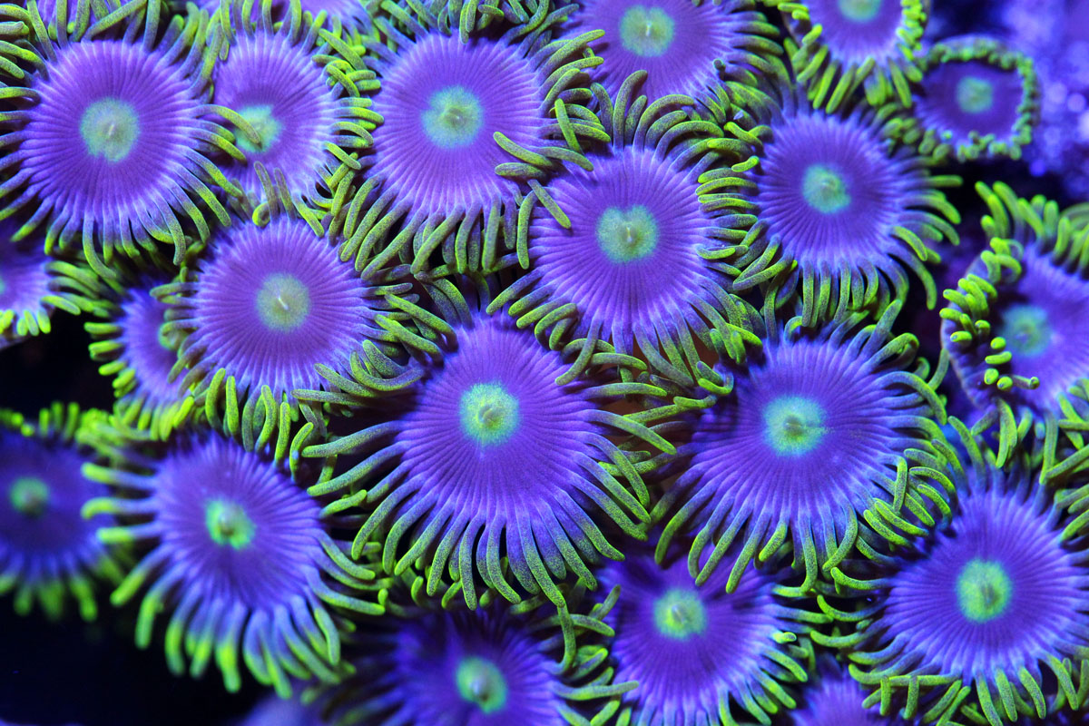 151004 - Zoanthids.jpg