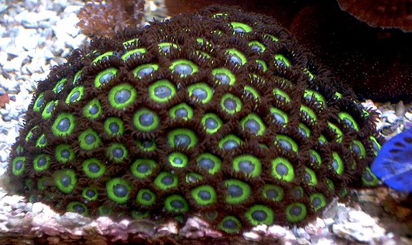 15110zoanthid_040803.jpg