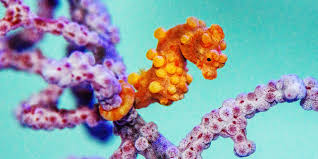 Absurd Creature of the Week: The Littlest, Most Adorable-est Seahorse Fits  on Your Fingernail | WIRED