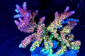 Image result for rainbow acropora