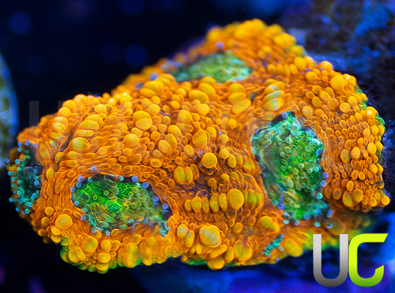 164-OG-Pumpkin-Patch-Acan-Echinata.jpg