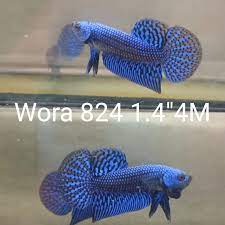 WORA-824) BLUE ALIEN FULL MASK ALIEN MALE BETTA | BETTA MALE | Coast Gem USA