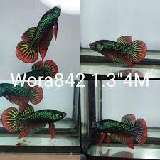 C058 (WORA-842) GREEN IMBELLIS WILD MALE BETTA | BETTA MALE | Coast Gem USA