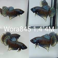 WORA-845) DARK COPPER YELLOW IMBELLIS MALE BETTA | BETTA MALE | Coast Gem  USA