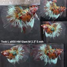 C068 (TOOK-850) Nemo Multicolor Halfmoon Giant Male Betta | BETTA MALE |  Coast Gem USA