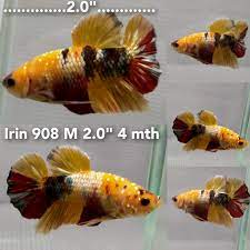 IRIN-908) Nemo Copper Galaxy Giant Male Betta | BETTA MALE | Coast Gem USA