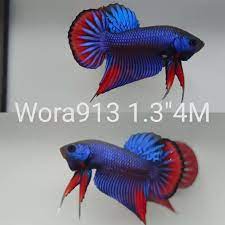 WORA-913) BLUE IMBELLIS WILD MALE BETTA | BETTA MALE | Coast Gem USA