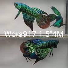 WORA-917) Green alien hybrid long tail | BETTA MALE | Coast Gem USA