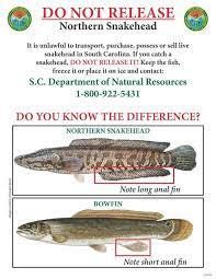 South Carolina anglers should kill invasive snakehead if caught