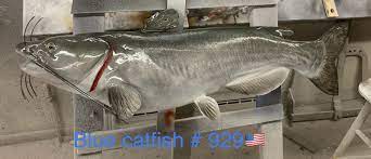 40 Blue Catfish Fish Mount Replica (#929)