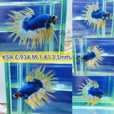 KSA-934) Yellow Blue Mascot Style Crown Tail Male Betta | BETTA MALE |  Coast Gem USA