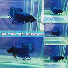 S052(KSA-943) Super Blue Crown Tail Female Betta | BETTA FEMALE | Coast Gem  USA