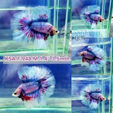 KSA-948) Purple Grizzle Double Tail Halfmoon Male Betta | BETTA MALE |  Coast Gem USA