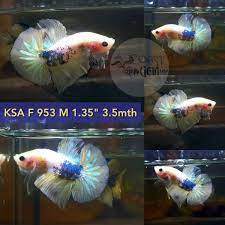 KSA-953) Yellow Marble Plakat Male Betta | BETTA MALE | Coast Gem USA