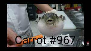 Puffer fish eating a carrot #967 - YouTube