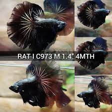 RAT-C973) Black Samurai Halfmoon Male Betta | BETTA MALE | Coast Gem USA