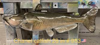 28 Channel Catfish Fish Mount Replica (#983)