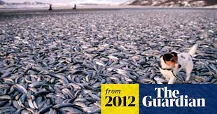 Dead herring mystery for Norway as thousands wash up on beach | Norway |  The Guardian