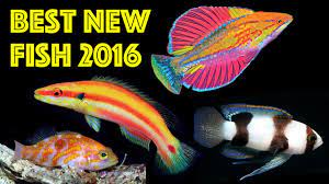 Best New Fish Species of 2016 | Reef Builders | The Reef and Saltwater  Aquarium Blog