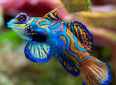 10 Great Saltwater Fish for the Home Aquarium - PetHelpful