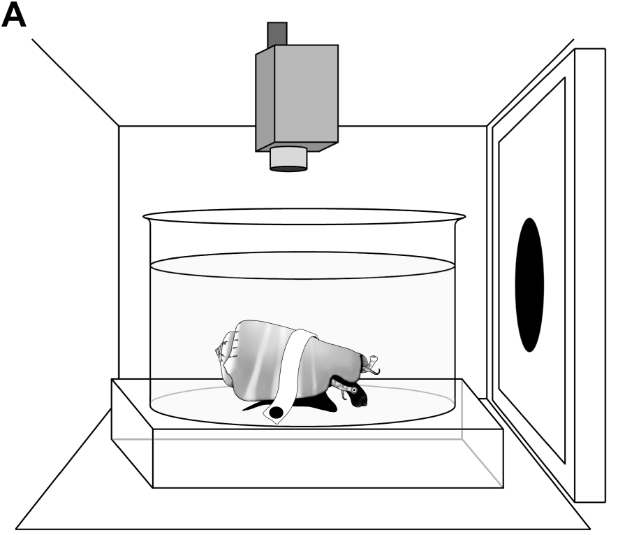 A black and white figure of a conch strapped down in a beaker of water with a camera over it and a screen in front