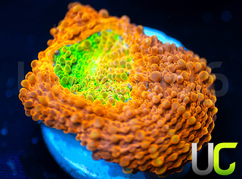 17-OG-Pumpkin-Patch-Acan-Echinata-B51.jpg