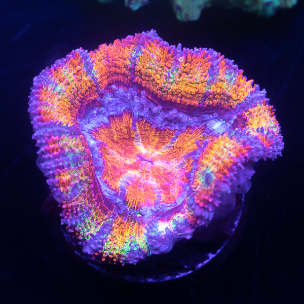 170-LRO Circus Freak Acan3.jpg