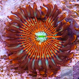 SaltedAgaveZoanthid6923_compact_cropped.jpg