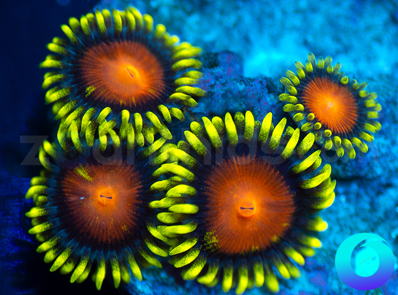 173-Dragon-Eyes-zoa-B207.jpg