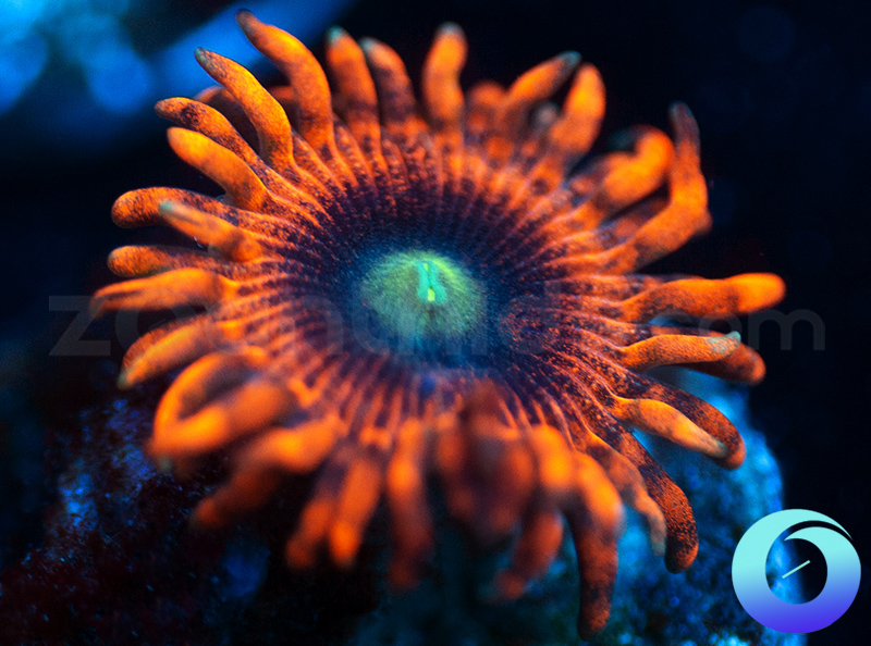 179-OG-Halloween-Zoa.jpg