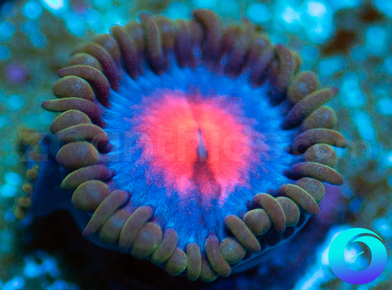 180-JF-Frostbite-zoa-T3.jpg