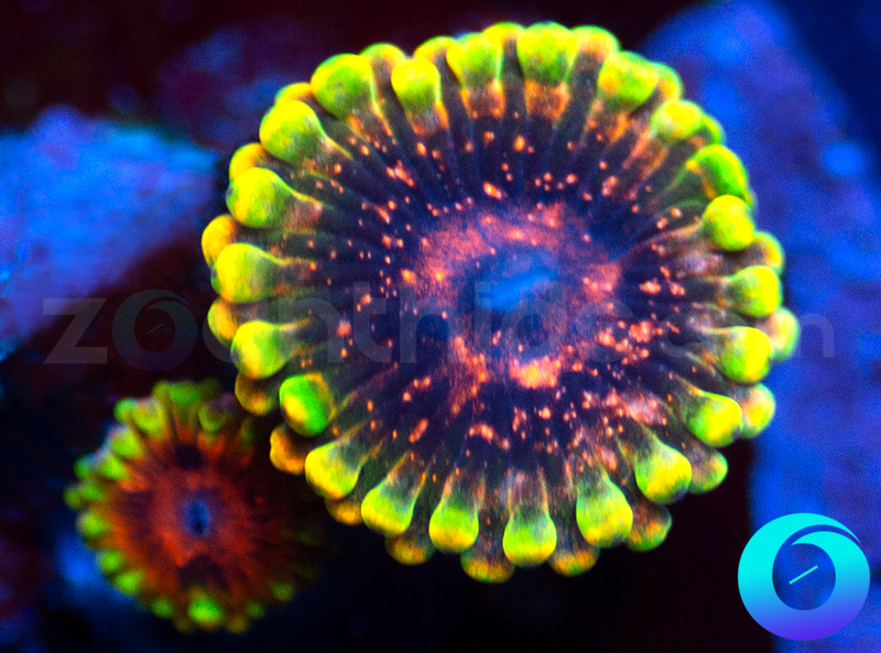 182-CC-Mind-Trick-zoa-T4.jpg