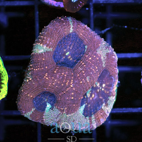 195 WYSIWYG Ghost Echinata Live Coral.jpg