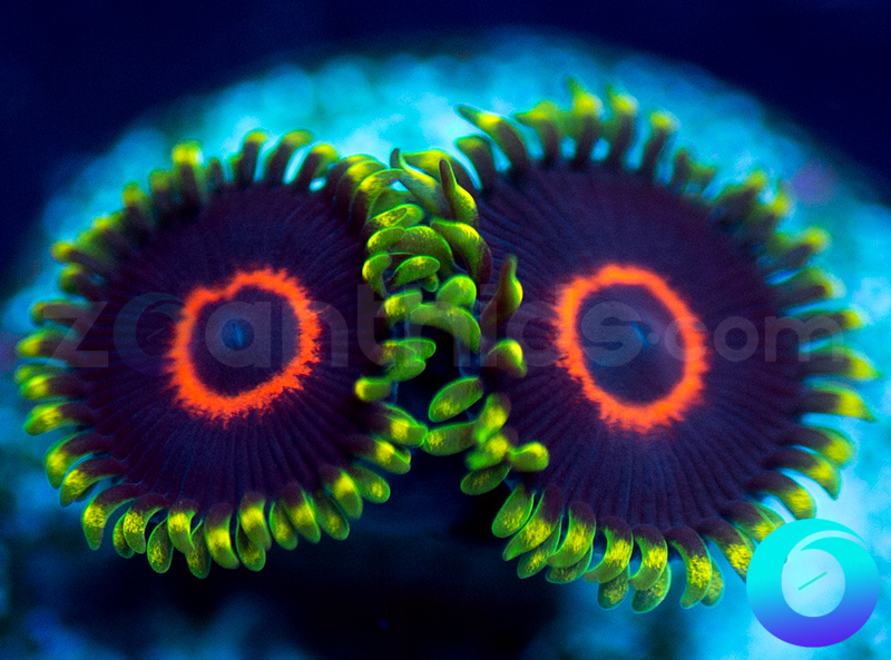 196-PHE-zoa-T18.jpg