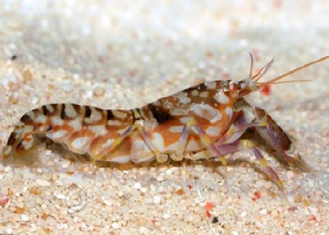 1FISH_2FISH_DARTMOUTH_Tiger_Pistol_Shrimp_large.jpg