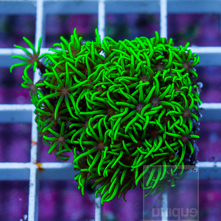 1half-electric-green-star-polyps-10.jpg