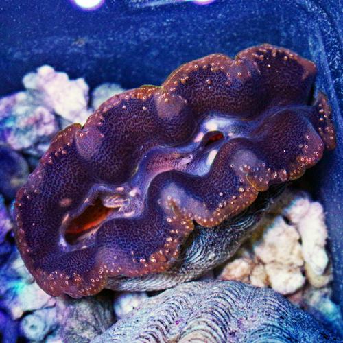 2- 3  inch Crocea Clam number 14 119-69.jpg