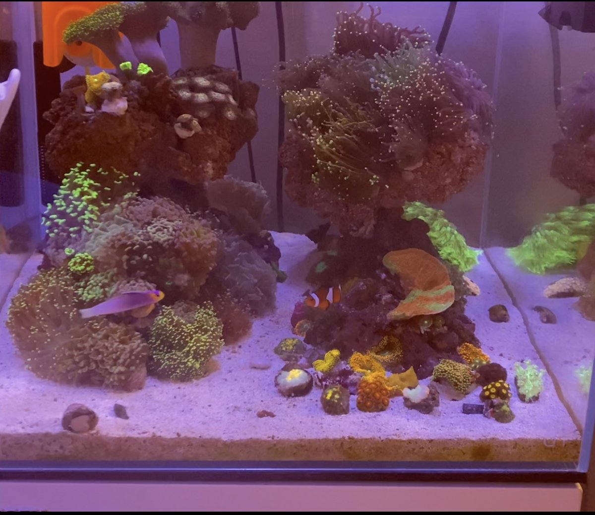 20 Gallon Tank.jpg