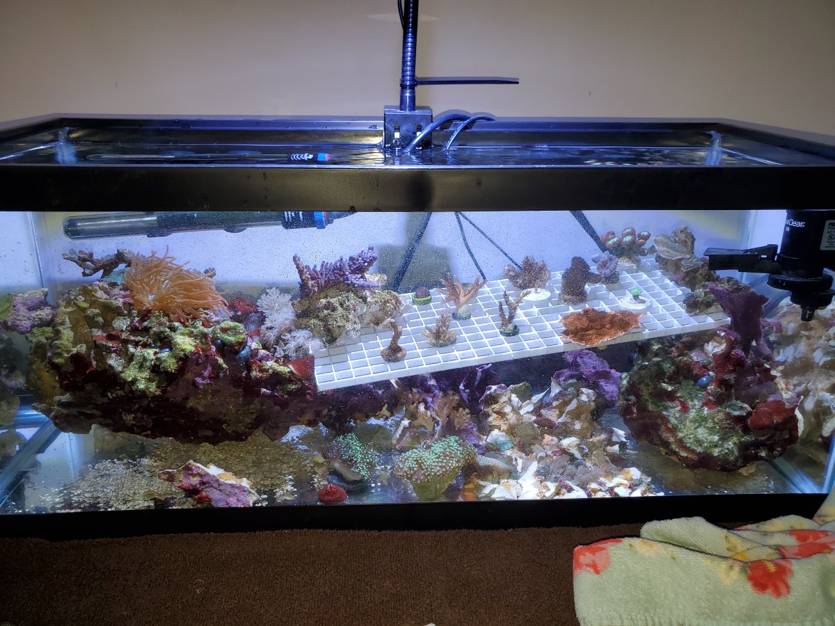 20 L Frag tank.jpg