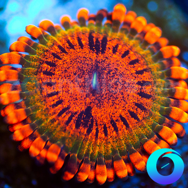 20-Speckled-Krakatoa-zoa-B24.jpg