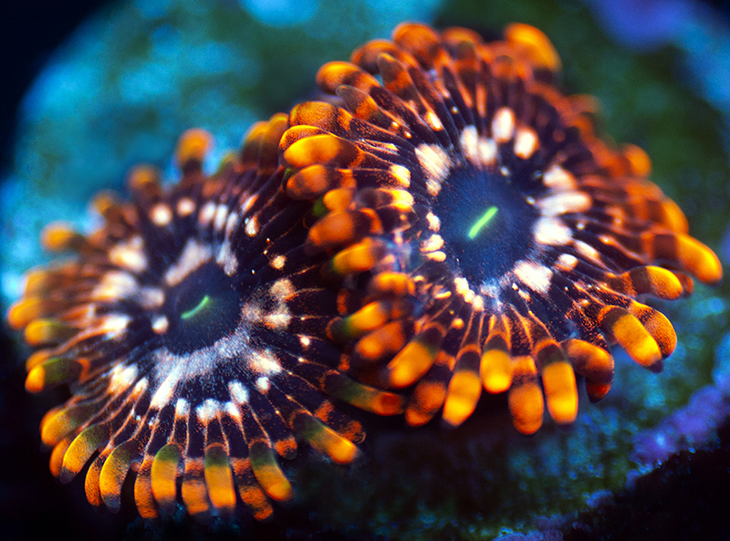 200-Utter-Chaos-zoa-A19.jpg