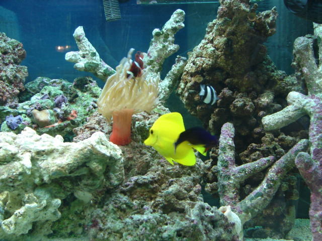 2008.Aquarium3.jpg