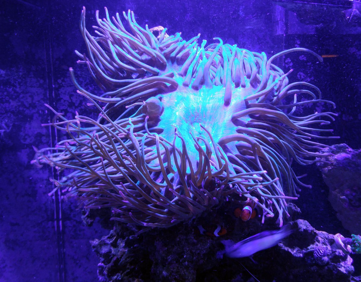 2017 Dec 21 Anemone.jpg