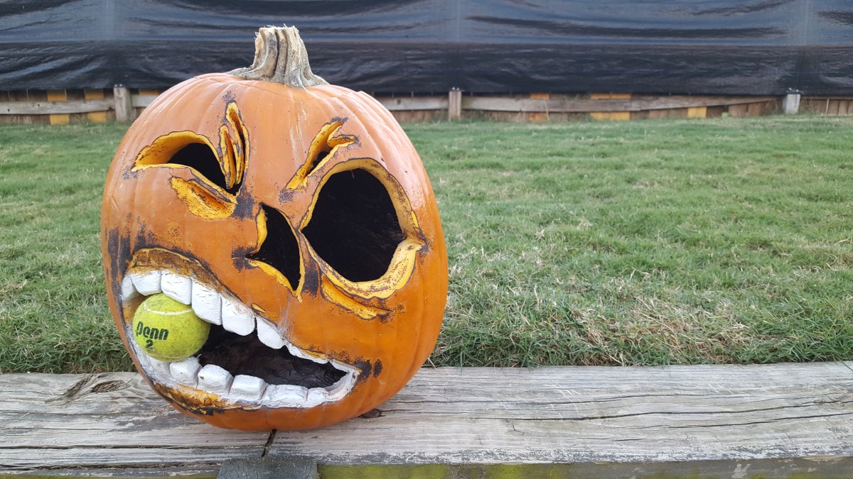 2018 Pumpkin.jpg