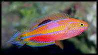 2019-03-10_PinTailWrasse.jpg