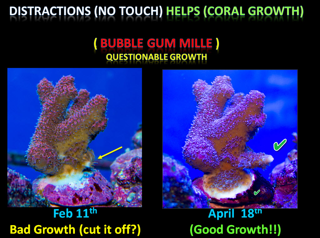 2019-04-18_BubbleGum_milliGrowth.jpg