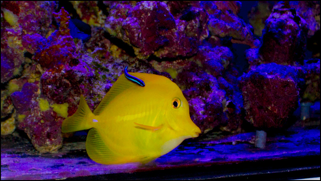 2019-04-24_NeonGoby-YellowTang.jpg